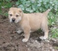 /album/galleria-foto-i-cuccioli/dogo-fulvo-jpg/